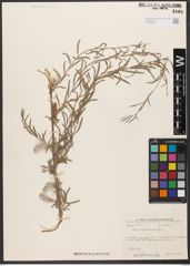 Foto von Salix wilhelmsiana M. Bieb.